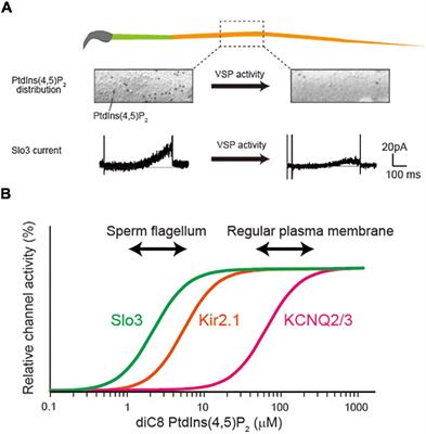 Spotlight on the Binding Affinity of Ion Channels for Phosphoinositides: From the Study of Sperm Flagellum